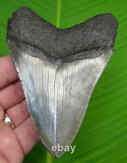 BEAUTIFUL MEGALODON SHARK TOOTH 4 & 5/8 in. REAL FOSSIL with FREE STAND