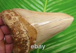 BEAUTIFUL MEGALODON SHARK TOOTH 5 & 1/8 in. REAL FOSSIL with FREE STAND