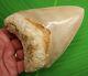 Beautiful Megalodon Shark Tooth Over 5 & 3/8 In. Super High End Grade