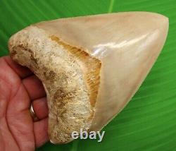 BEAUTIFUL MEGALODON SHARK TOOTH OVER 5 & 3/8 in. SUPER HIGH END GRADE