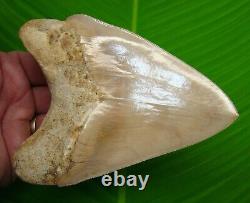 BEAUTIFUL MEGALODON SHARK TOOTH OVER 5 & 3/8 in. SUPER HIGH END GRADE