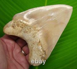 BEAUTIFUL MEGALODON SHARK TOOTH OVER 5 & 3/8 in. SUPER HIGH END GRADE