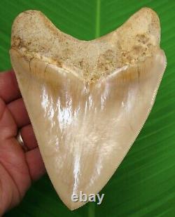 BEAUTIFUL MEGALODON SHARK TOOTH OVER 5 & 3/8 in. SUPER HIGH END GRADE