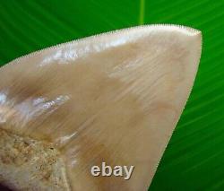 BEAUTIFUL MEGALODON SHARK TOOTH OVER 5 & 3/8 in. SUPER HIGH END GRADE