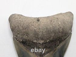 BEAUTIFUL Megalodon Shark Tooth Fossil 4'' No Repair/Resto, Great Pattern