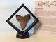 Beautiful Megalodon Shark Tooth Fossil With Stand And Certificate, No Repair/resto