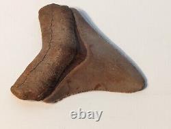 BEAUTIFUL Megalodon Shark Tooth Fossil with Stand And Certificate, NO REPAIR/RESTO