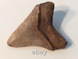BEAUTIFUL Megalodon Shark Tooth Fossil with Stand And Certificate, NO REPAIR/RESTO