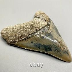 BEAUTIFUL, Sharply Serrated 4.84 Fossil INDONESIAN MEGALODON Shark Tooth