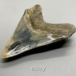 BEAUTIFUL, Sharply Serrated 4.84 Fossil INDONESIAN MEGALODON Shark Tooth