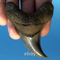 BENEDENI 2.87 GEM Fossil Shark Tooth! Megalodon Era Parotodus Benedini t1