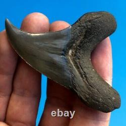 BENEDENI 2.87 GEM Fossil Shark Tooth! Megalodon Era Parotodus Benedini t1