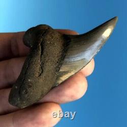 BENEDENI 2.87 GEM Fossil Shark Tooth! Megalodon Era Parotodus Benedini t1