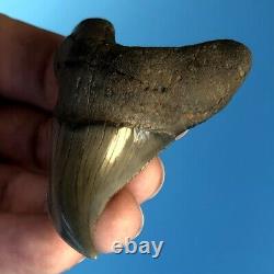 BENEDENI 2.87 GEM Fossil Shark Tooth! Megalodon Era Parotodus Benedini t1