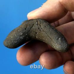 BENEDENI 2.87 GEM Fossil Shark Tooth! Megalodon Era Parotodus Benedini t1