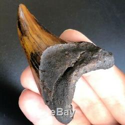 BENEDENI Shark Tooth Fossil MEHERRIN RIVER Benedini Megalodon Teeth Era