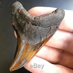 BENEDENI Shark Tooth Fossil MEHERRIN RIVER Benedini Megalodon Teeth Era