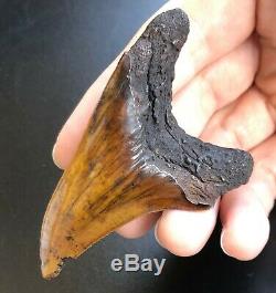 BENEDENI Shark Tooth Fossil MEHERRIN RIVER Benedini Megalodon Teeth Era