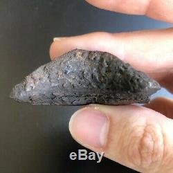 BENEDENI Shark Tooth Fossil MEHERRIN RIVER Benedini Megalodon Teeth Era