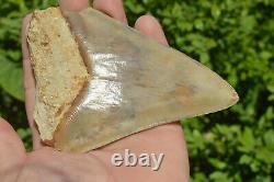 BEST VALUE MEGS U. K. BIG 5.2 MEGALODON Shark tooth A+ SERRATIONS! #188