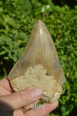 BEST VALUE MEGS U. K. BIG 5.2 MEGALODON Shark tooth A+ SERRATIONS! #188