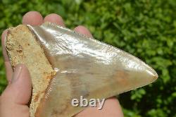 BEST VALUE MEGS U. K. BIG 5.2 MEGALODON Shark tooth A+ SERRATIONS! #188