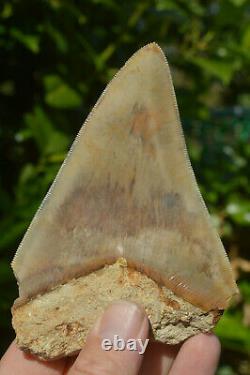 BEST VALUE MEGS U. K. BIG 5.2 MEGALODON Shark tooth A+ SERRATIONS! #188