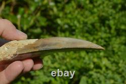 BEST VALUE MEGS U. K. BIG 5.2 MEGALODON Shark tooth A+ SERRATIONS! #188