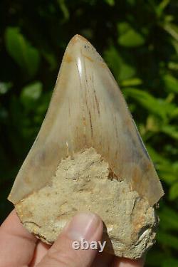 BEST VALUE MEGS U. K. BIG 5.2 MEGALODON Shark tooth A+ SERRATIONS! #188