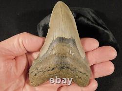 BIG! 100% Natural FOUR Million Year Old! MEGALODON Shark Tooth Fossil 134gr