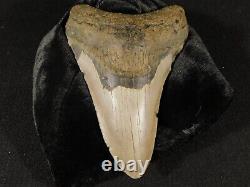 BIG! 100% Natural FOUR Million Year Old! MEGALODON Shark Tooth Fossil 134gr