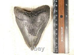 BIG! 100% Natural FOUR Million Year Old! MEGALODON Shark Tooth Fossil 151gr