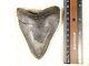 Big! 100% Natural Four Million Year Old! Megalodon Shark Tooth Fossil 151gr