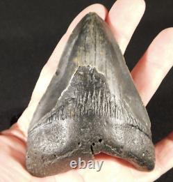BIG! 100% Natural FOUR Million Year Old! MEGALODON Shark Tooth Fossil 151gr