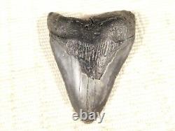 BIG! 100% Natural FOUR Million Year Old! MEGALODON Shark Tooth Fossil 151gr