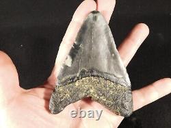 BIG! 100% Natural FOUR Million Year Old! MEGALODON Shark Tooth Fossil 151gr