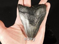BIG! 100% Natural FOUR Million Year Old! MEGALODON Shark Tooth Fossil 151gr