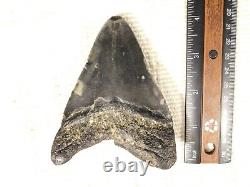 BIG! 100% Natural FOUR Million Year Old! MEGALODON Shark Tooth Fossil 151gr
