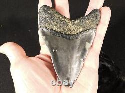 BIG! 100% Natural FOUR Million Year Old! MEGALODON Shark Tooth Fossil 151gr