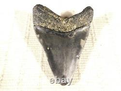 BIG! 100% Natural FOUR Million Year Old! MEGALODON Shark Tooth Fossil 151gr
