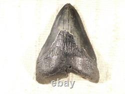 BIG! 100% Natural FOUR Million Year Old! MEGALODON Shark Tooth Fossil 151gr