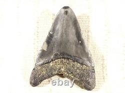 BIG! 100% Natural FOUR Million Year Old! MEGALODON Shark Tooth Fossil 151gr