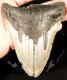 Big! 100% Natural Four Million Year Old! Megalodon Shark Tooth Fossil 223gr