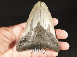 BIG! 100% Natural FOUR Million Year Old! MEGALODON Shark Tooth Fossil 223gr