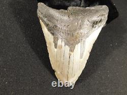 BIG! 100% Natural FOUR Million Year Old! MEGALODON Shark Tooth Fossil 223gr