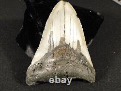 BIG! 100% Natural FOUR Million Year Old! MEGALODON Shark Tooth Fossil 223gr