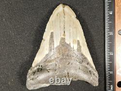 BIG! 100% Natural FOUR Million Year Old! MEGALODON Shark Tooth Fossil 223gr
