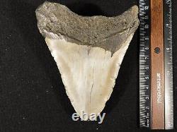 BIG! 100% Natural FOUR Million Year Old! MEGALODON Shark Tooth Fossil 223gr