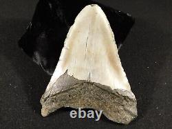 BIG! 100% Natural FOUR Million Year Old! MEGALODON Shark Tooth Fossil 223gr