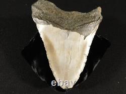 BIG! 100% Natural FOUR Million Year Old! MEGALODON Shark Tooth Fossil 223gr